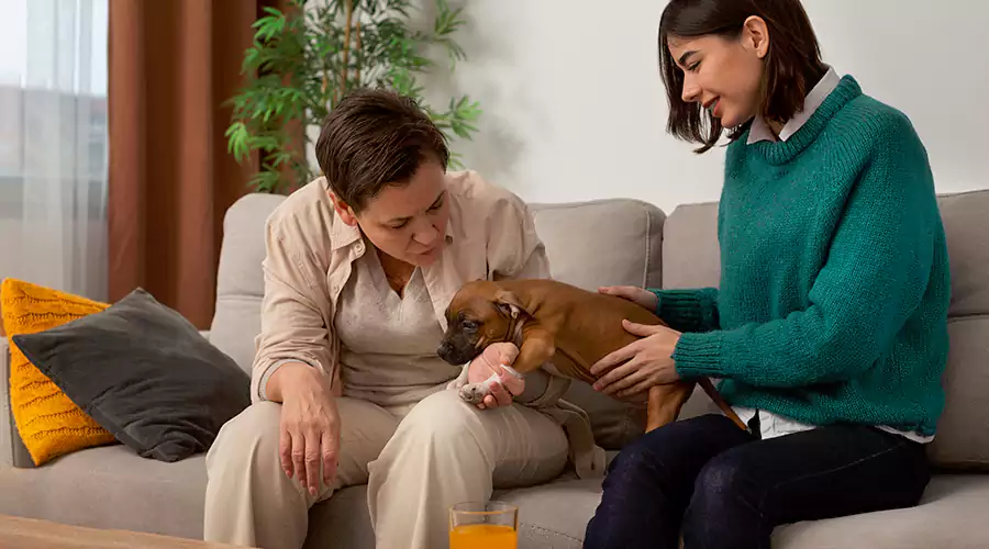 Which Luxury Rehabs in Los Angeles Are Pet-Friendly?