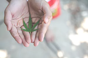 Marijuana Addiction Rehab Programs